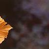 Aesculus turbinata, fall color