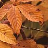 Aesculus turbinata, fall color