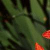 Belamcanda chinensis, flowers