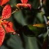 Belamcanda chinensis, flowers