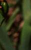 Belamcanda chinensis, flowers