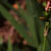 Belamcanda chinensis, flowers