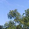 Juglans nigra 'Laciniata', habit