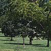 Juglans nigra 'Laciniata', habit