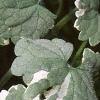 Glechoma hederaceae 'Variegata', leaves