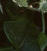 Glechoma hederaceae 'Variegata', leaves