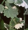 Glechoma hederaceae 'Variegata', leaves