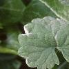 Glechoma hederaceae 'Variegata', leaves