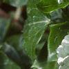 Glechoma hederaceae 'Variegata', leaves