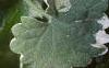 Glechoma hederaceae 'Variegata', leaves