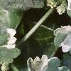 Glechoma hederaceae 'Variegata', leaves