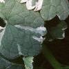 Glechoma hederaceae 'Variegata', leaves