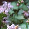 Lamium maculatum 'Pink Pewter', flowers