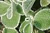 Marrubium rotundifolium, leaves