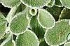 Marrubium rotundifolium, leaves