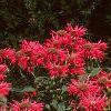 Monarda 'Gardenview Scarlet', habit