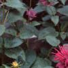 Monarda 'Raspberry Wine', habit
