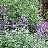 Nepeta mussinii 'Blue Wonder', habit