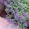 Nepeta mussinii 'Blue Wonder', habit
