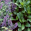 Nepeta mussinii 'Blue Wonder', habit