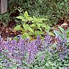 Nepeta mussinii 'Blue Wonder', habit