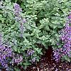 Nepeta mussinii 'Blue Wonder', habit