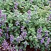 Nepeta mussinii 'Blue Wonder', habit