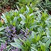 Nepeta mussinii 'Blue Wonder', habit