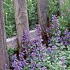 Nepeta mussinii 'Blue Wonder', habit
