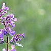 Nepeta mussinii 'Blue Wonder', flowers