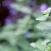 Nepeta mussinii 'Blue Wonder', flowers