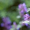 Nepeta mussinii 'Blue Wonder', flowers