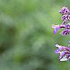 Nepeta mussinii 'Blue Wonder', flowers