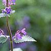 Nepeta mussinii 'Blue Wonder', flowers