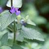 Nepeta mussinii 'Blue Wonder', flowers