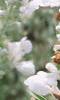 Salvia 'Argent White', flowers