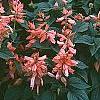 Salvia coccinea 'Coral', habit