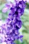 Salvia faranacea 'Blue Bedder', flowers