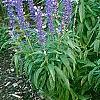 Salvia faranacea 'Victoria', habit
