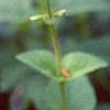 Salvia guaranitica, flowers