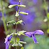Salvia guaranitica, flowers