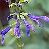 Salvia guaranitica, flowers