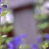 Salvia guaranitica, flowers