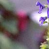 Salvia guaranitica, flowers