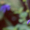 Salvia guaranitica, flowers