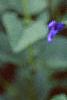 Salvia guaranitica, flowers