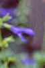 Salvia guaranitica, flowers