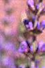 Salvia nemorosa 'East Friesland', flowers