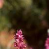 Salvia nemorosa 'Plumosa', flowers