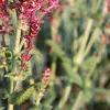 Salvia nemorosa 'Plumosa', flowers